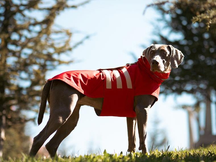 Asky&Erd Raincoat | Scarlet Red Köpek Yağmurluğu