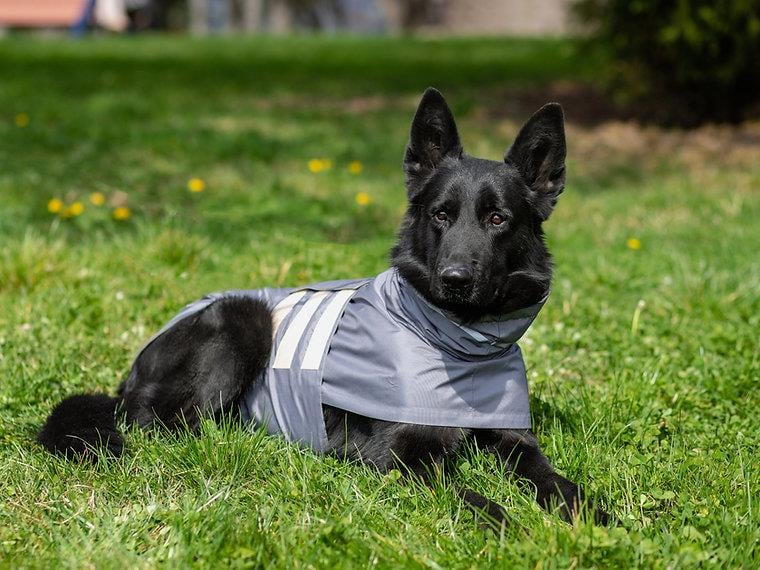 Asky&Erd Raincoat | Steel Grey Köpek Yağmurluğu