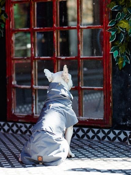 Asky&Erd Raincoat | Steel Grey Köpek Yağmurluğu