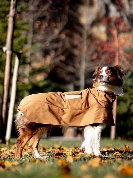 Asky&Erd Raincoat Trenchcoat | Cinnamon Köpek Yağmurluğu 