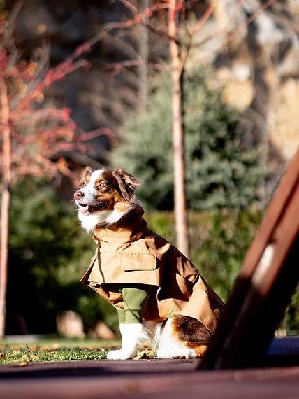 Asky&Erd Raincoat Trenchcoat | Cinnamon Köpek Yağmurluğu 