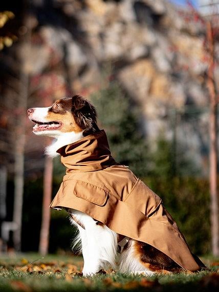 Asky&Erd Raincoat Trenchcoat | Cinnamon Köpek Yağmurluğu 