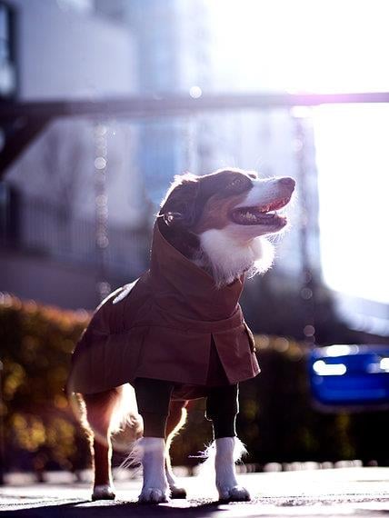 Asky&Erd Raincoat Trenchcoat | Cinnamon Köpek Yağmurluğu 