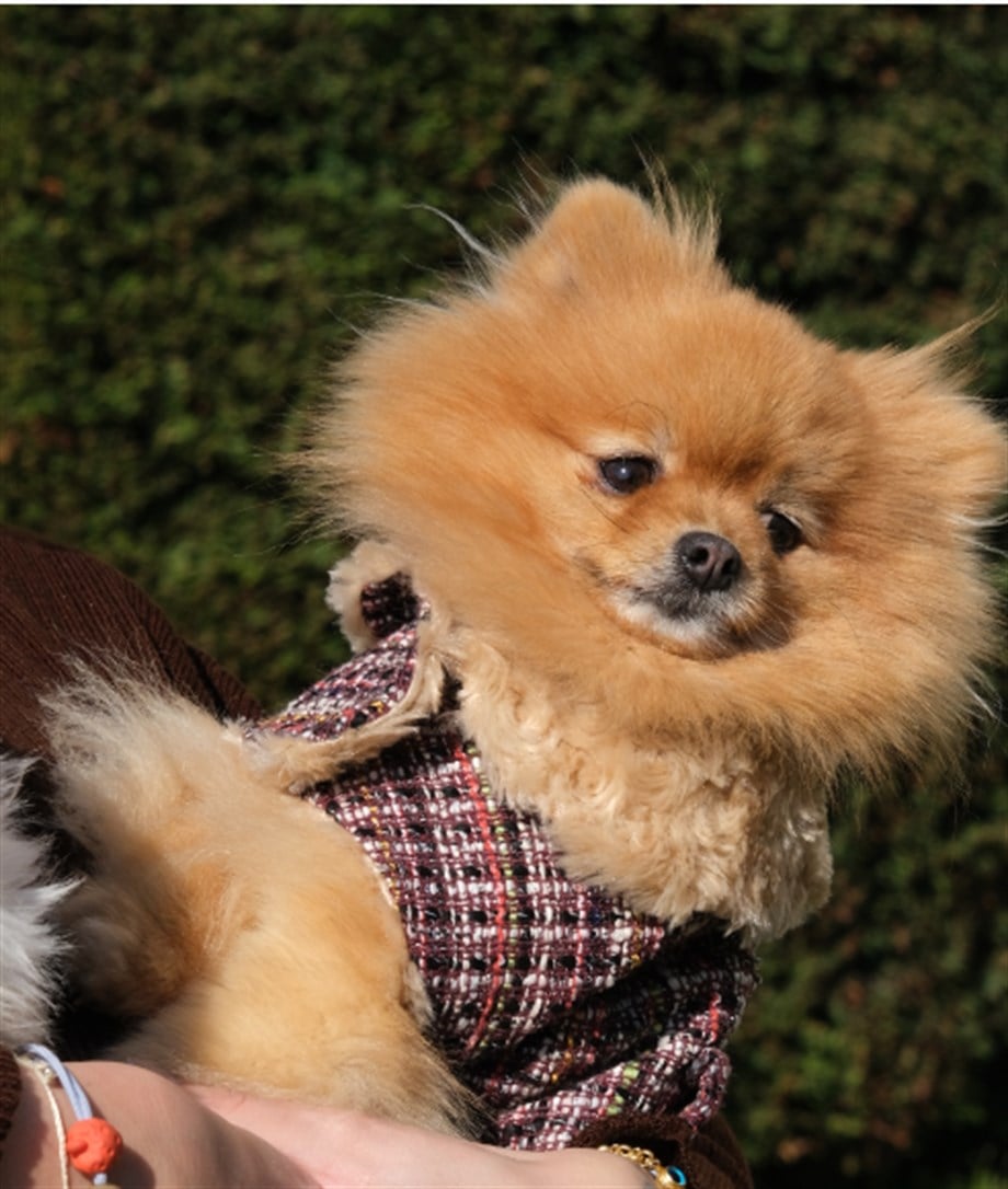 BCBC Gabriella Coat Mürdüm Köpek Ceket