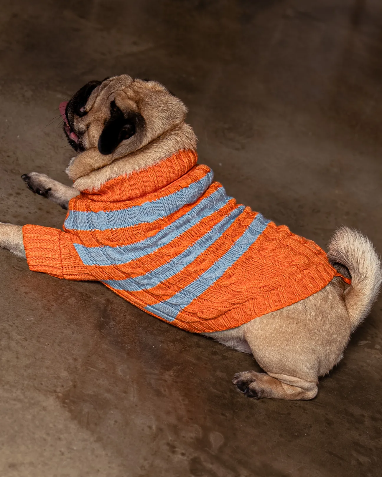 BCBC Liny Köpek Kazak