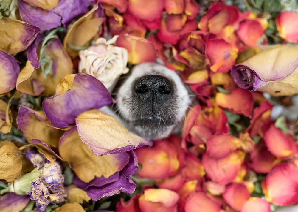 Botanivo Woodsy Floral Tazeleyici Doğal Köpek Kolonya