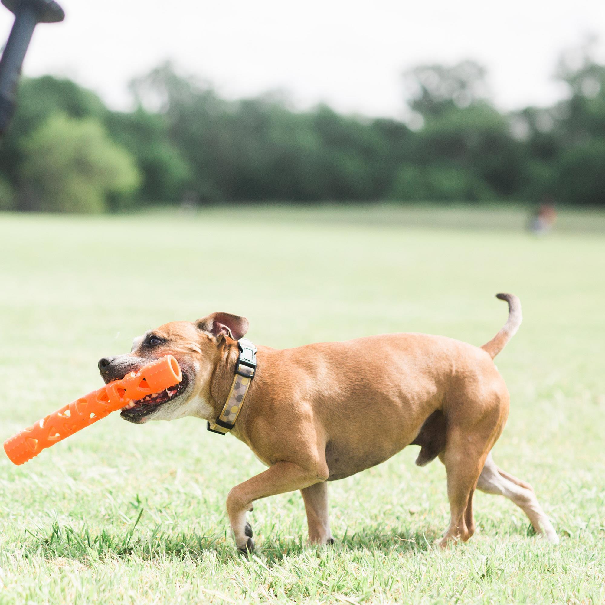 Chuckit! Air Fetch Stick Köpek Oyuncağı (Büyük Boy)