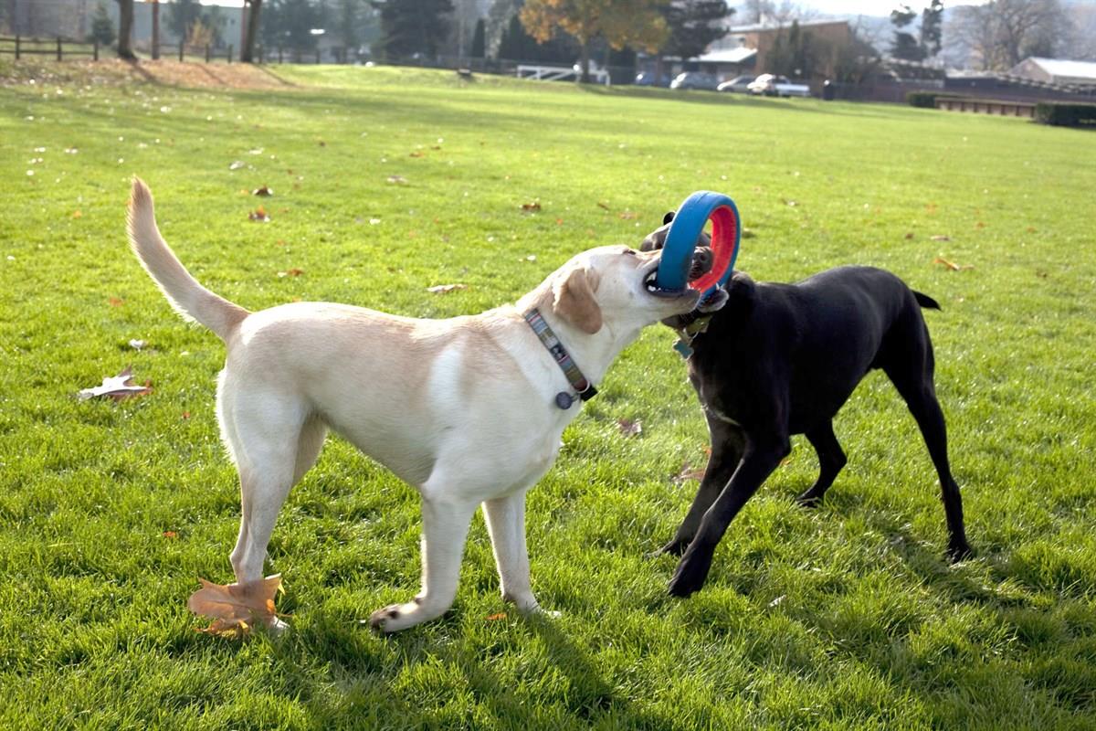 Chuckit! Fetch Wheel Oyun Halkası (Küçük Boy)