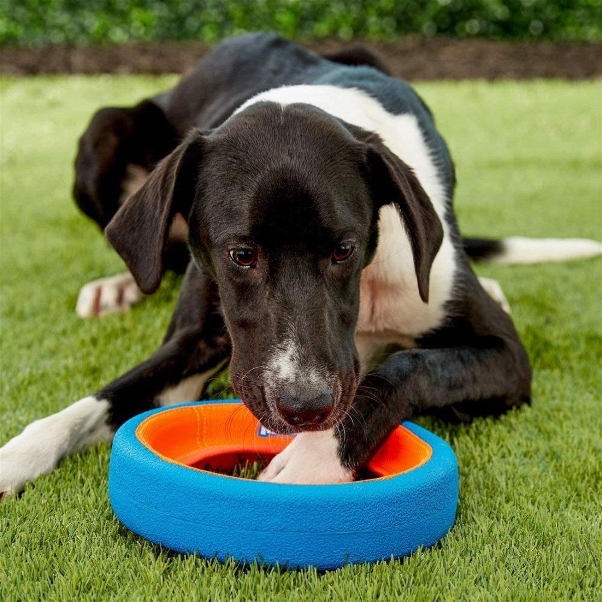 Chuckit! Fetch Wheel Oyun Halkası (Küçük Boy)