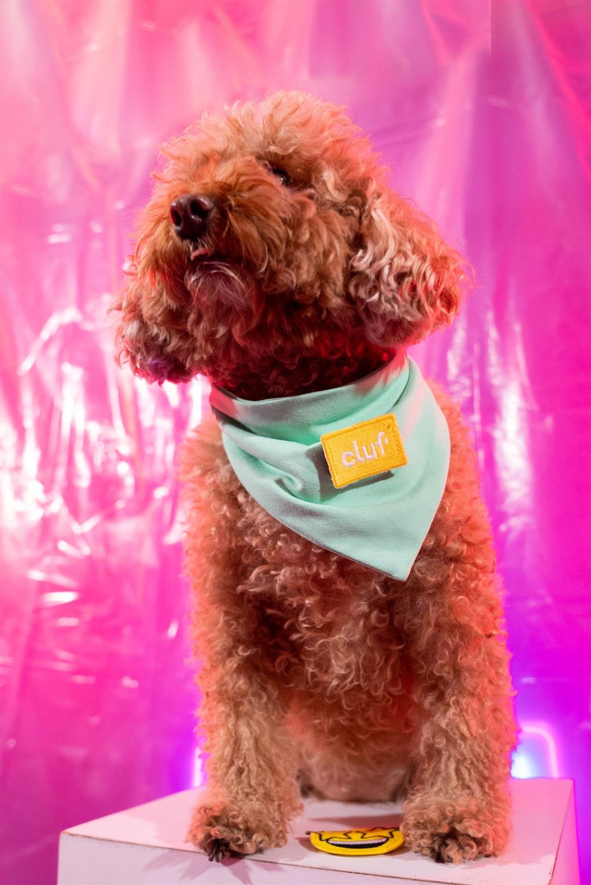 Cluf PetMood Bandana Mint Yeşili