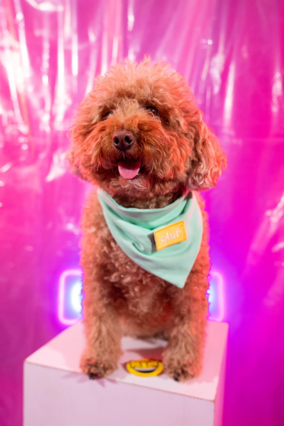 Cluf PetMood Bandana Mint Yeşili