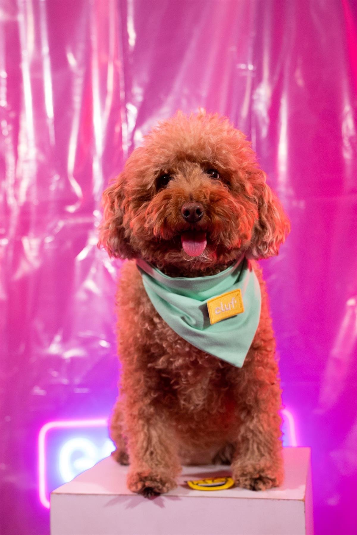 Cluf PetMood Bandana Mint Yeşili