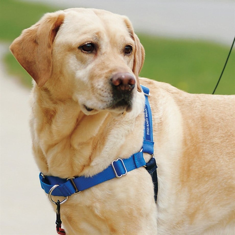 Deluxe Easy Walk Harness Köpek Göğüs Tasması Mavi