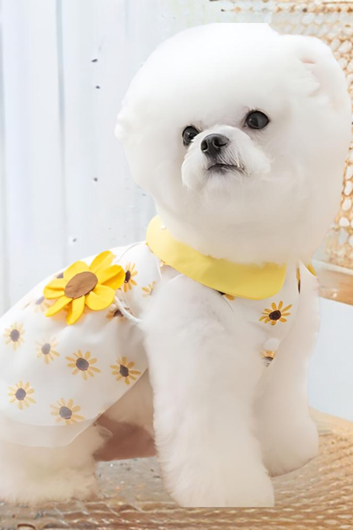 DolcePets - Ayçiçeği Köpek Elbise