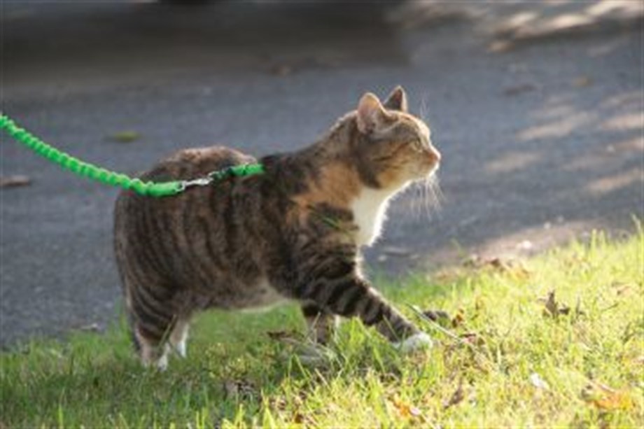 Easy Walk Cat Harness Kedi Gezinti Tasması Kırmızı