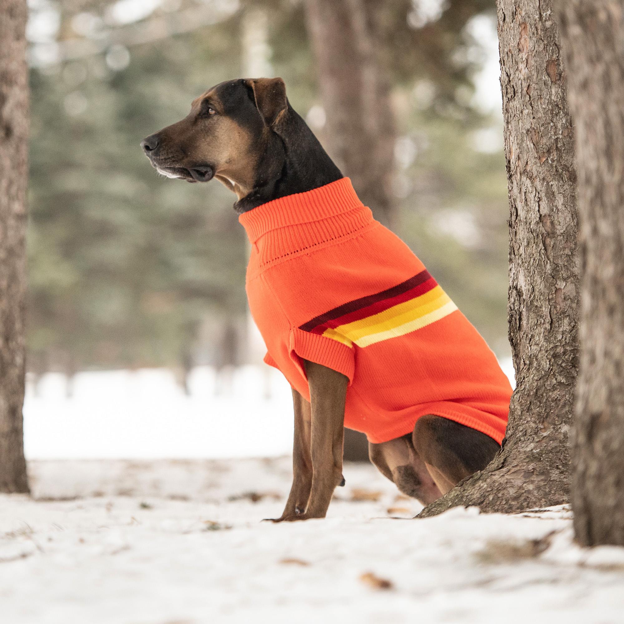 GF PET Retro Köpek Süveteri - Turuncu