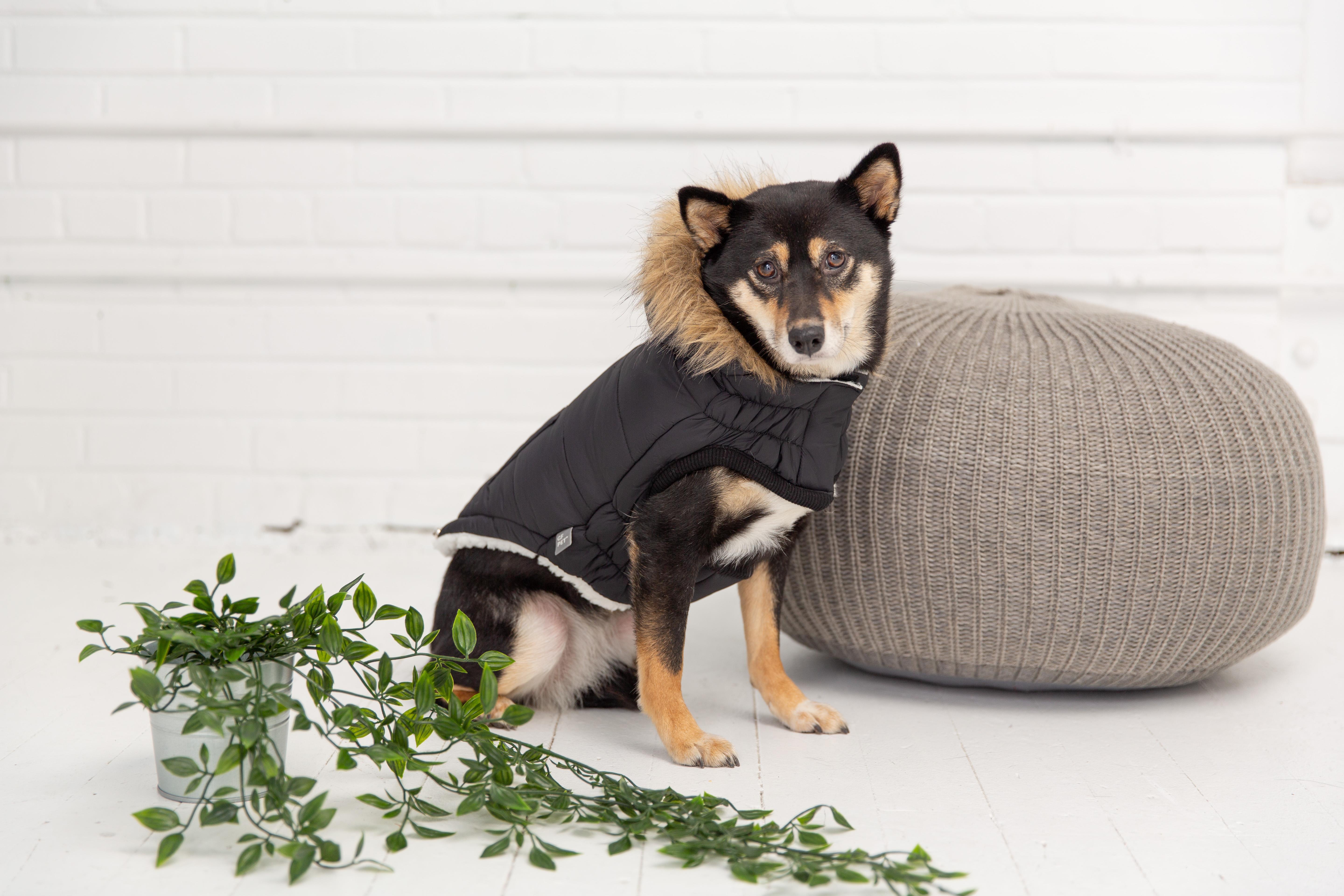 GF PET Urban Parka Köpek Montu - Siyah