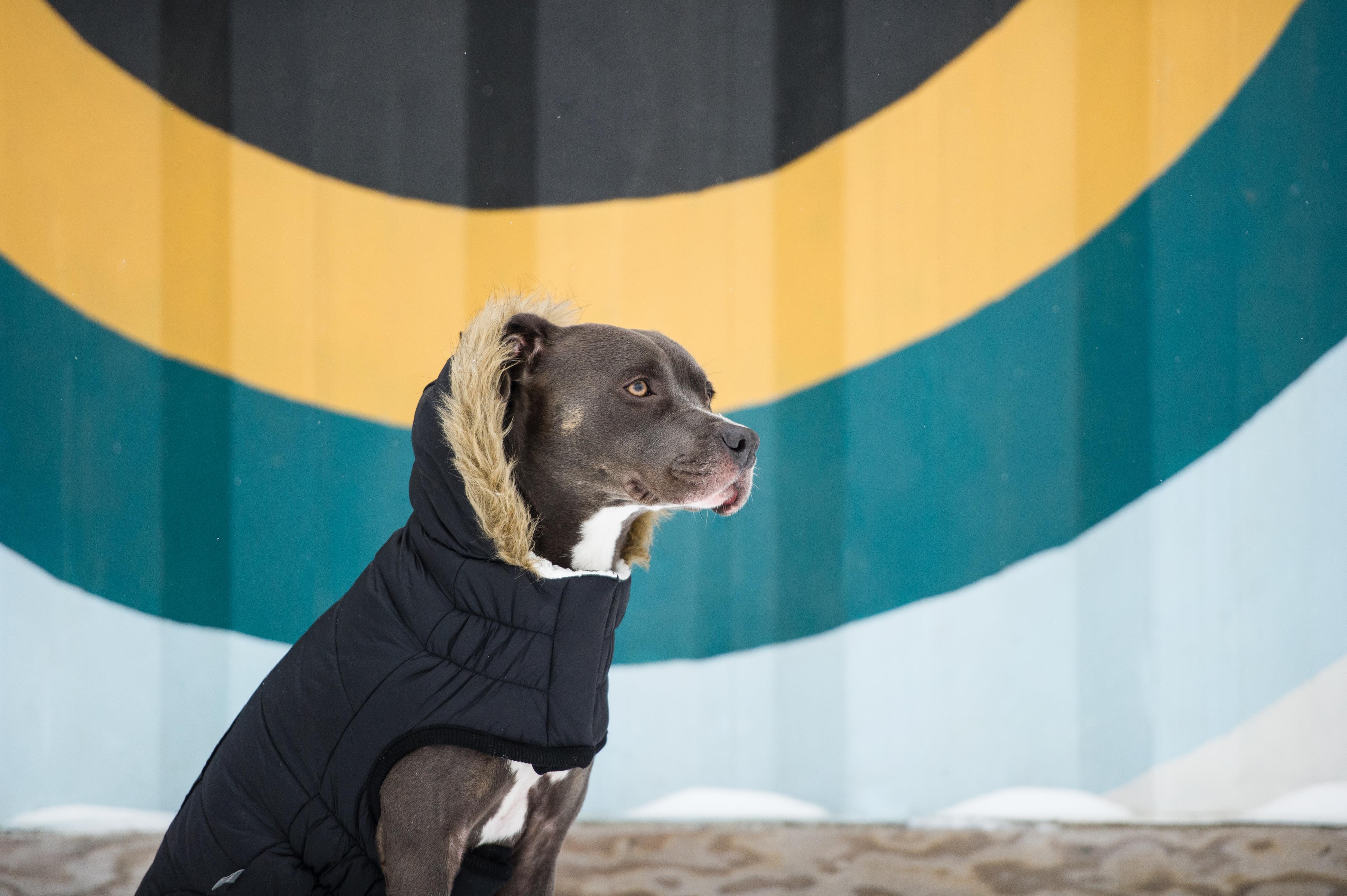 GF PET Urban Parka Köpek Montu - Siyah