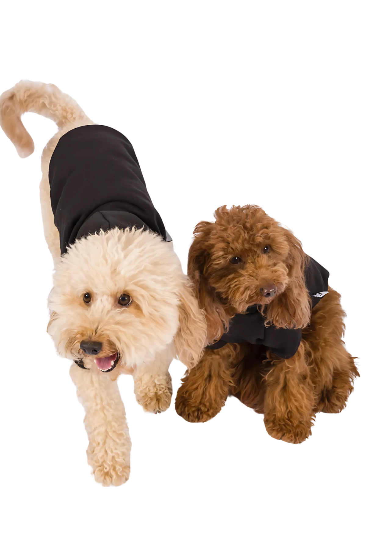 Kajuland Maura Köpek Hoodie Siyah