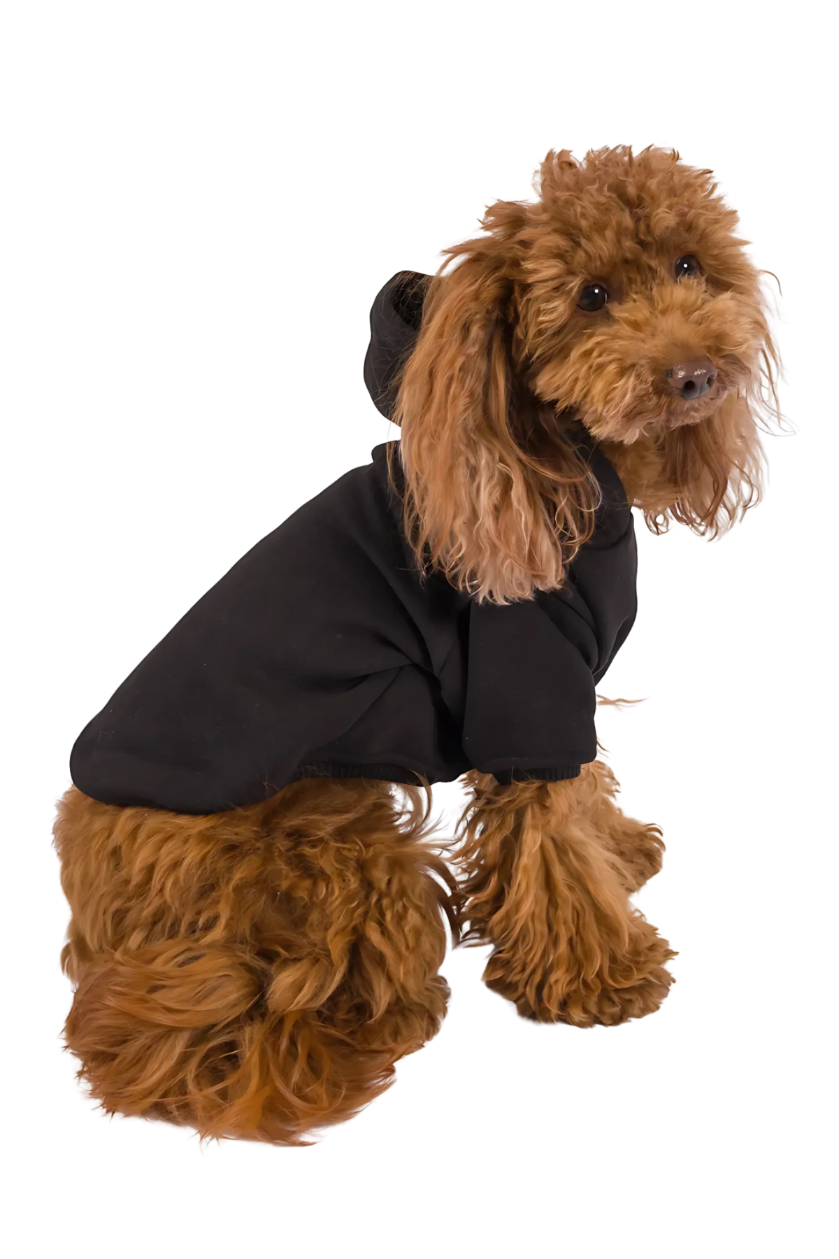 Kajuland Maura Köpek Hoodie Siyah