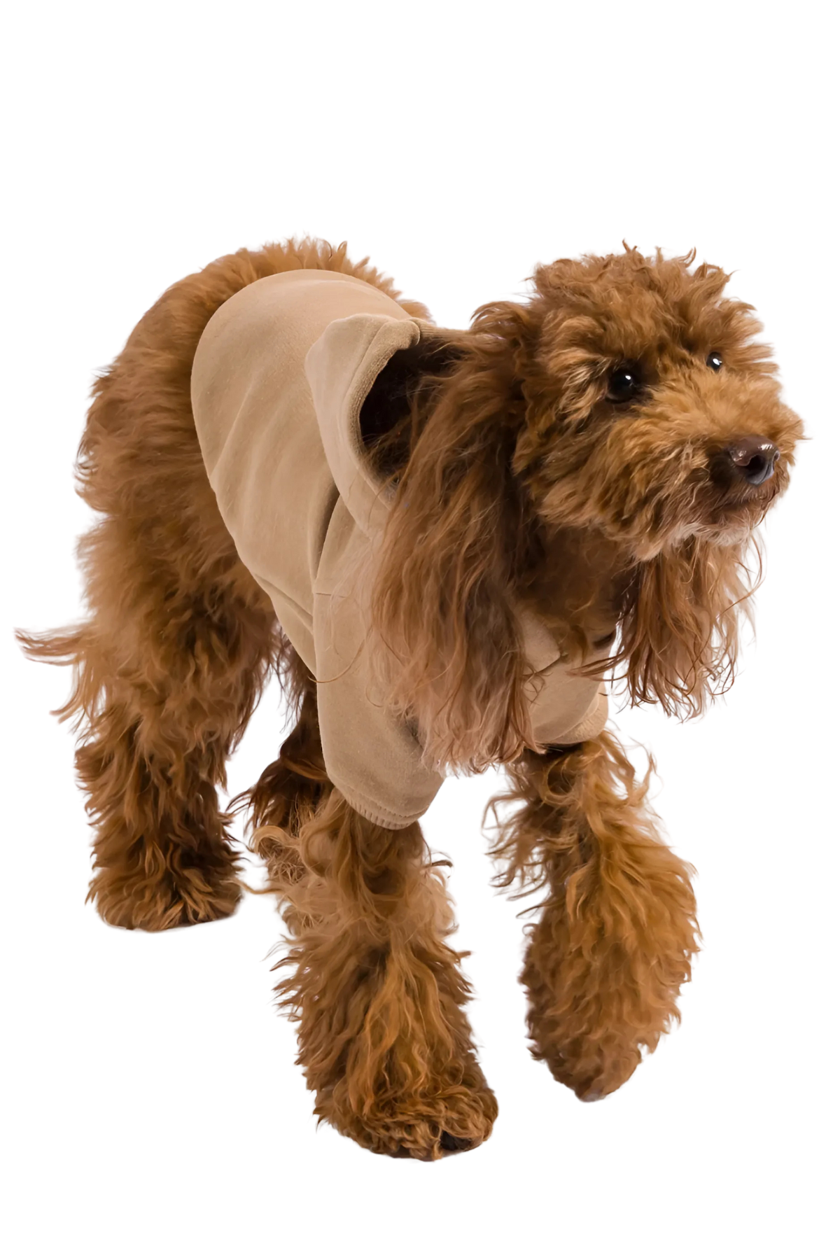 Kajuland Maura Köpek Hoodie Sütlü Kahve 