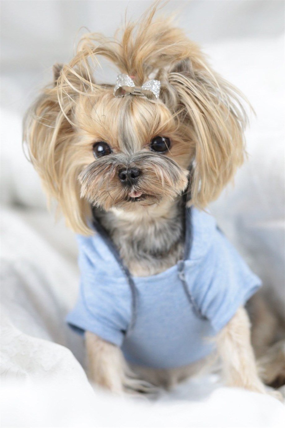 Lil.co Lil Baby Blue Hoodie Köpek Sweatshirt