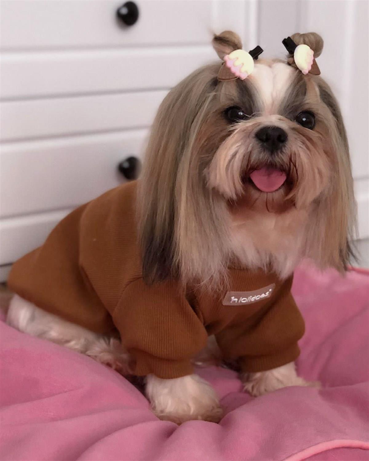 Lolidogs Basics - Kaşkorse Köpek Sweatshirtü Caramel