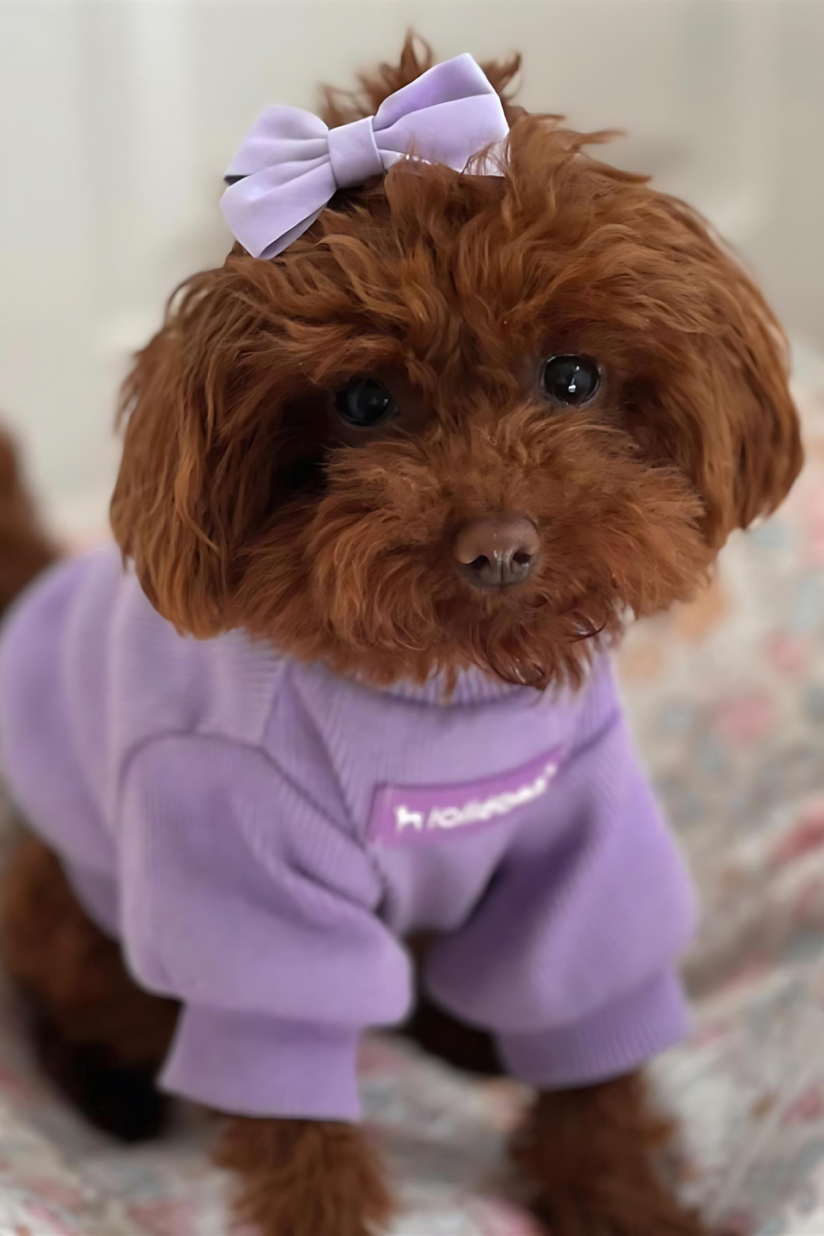 Lollidogs Basics - Kashkorse Dog Sweatshirtu Lavander Lila