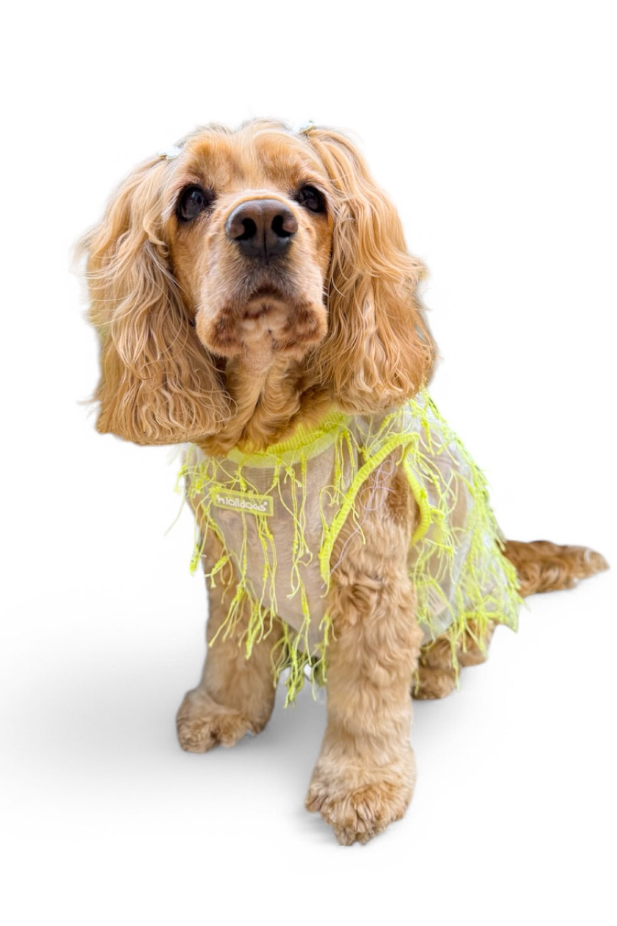 Lolidogs Furringe Köpek Tshirtü Sarı