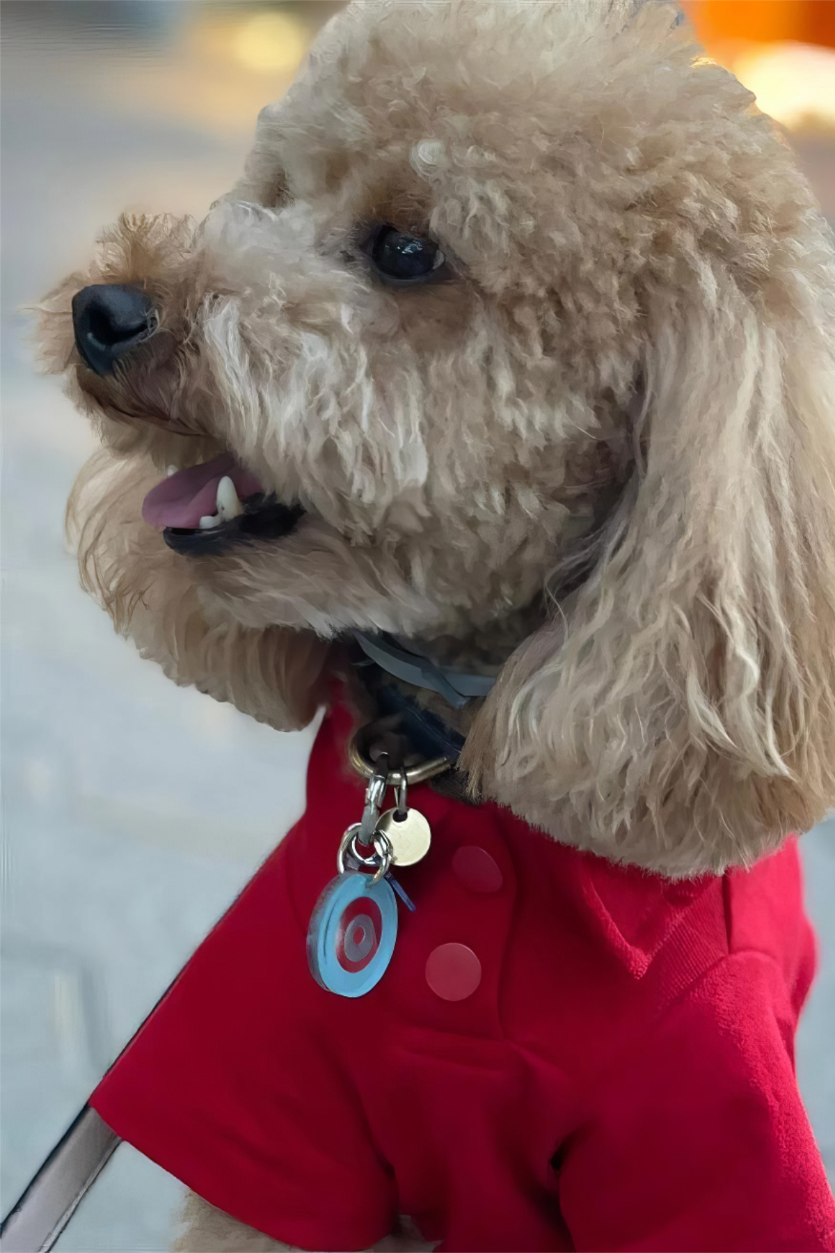 Lolidogs Polo Yaka Köpek Tshirtü Kırmızı