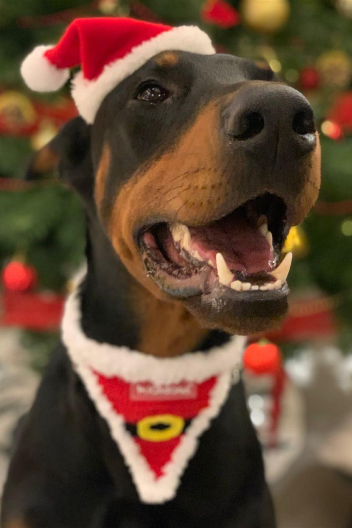 Lolidogs Santa Köpek Bandanası