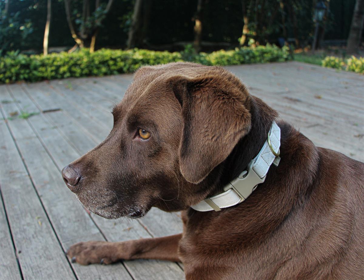 MarsAndMocha Vegan Kanvas Bej Kedi-Köpek Tasması