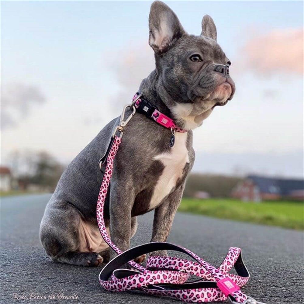 Max & Molly Leopard Pink Köpek Gezdirme Kayışı