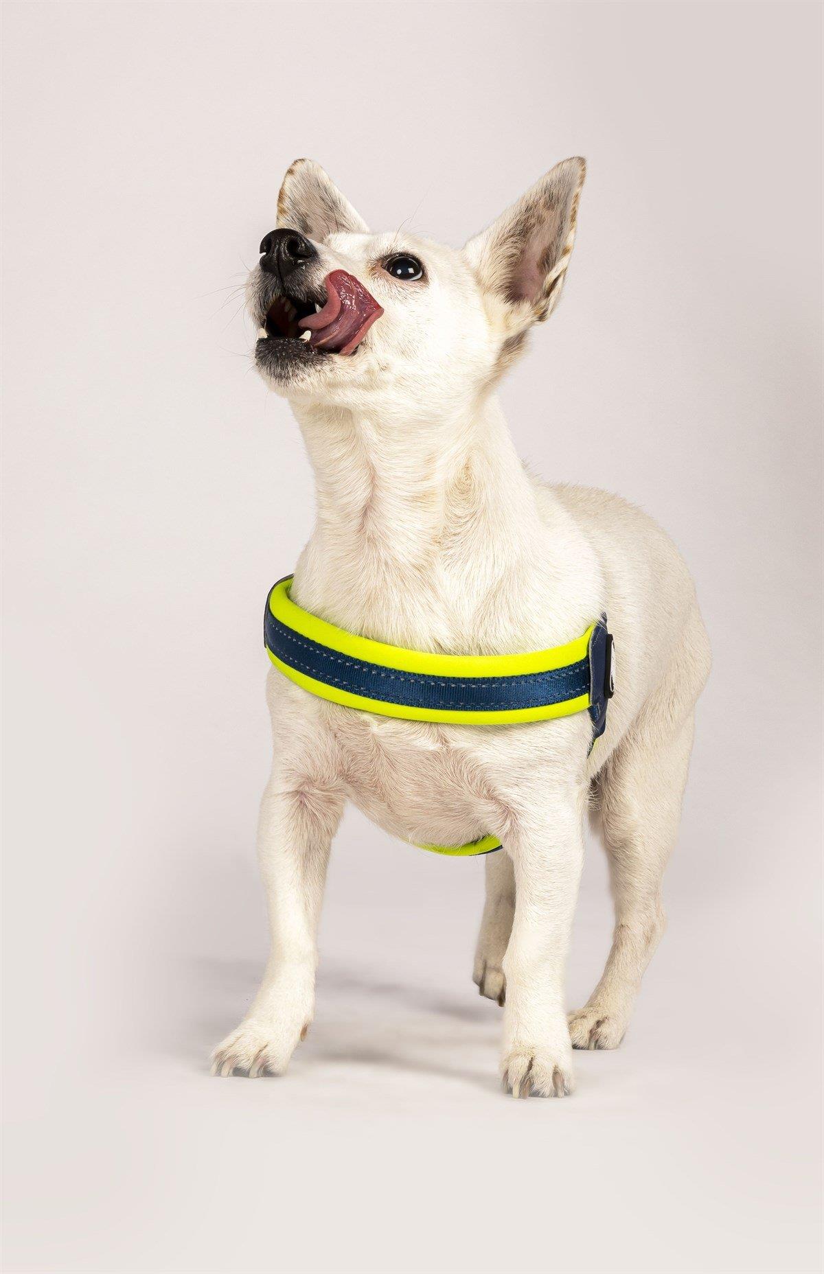 Max & Molly Matrix Yellow Q-Fit Köpek Göğüs Tasması