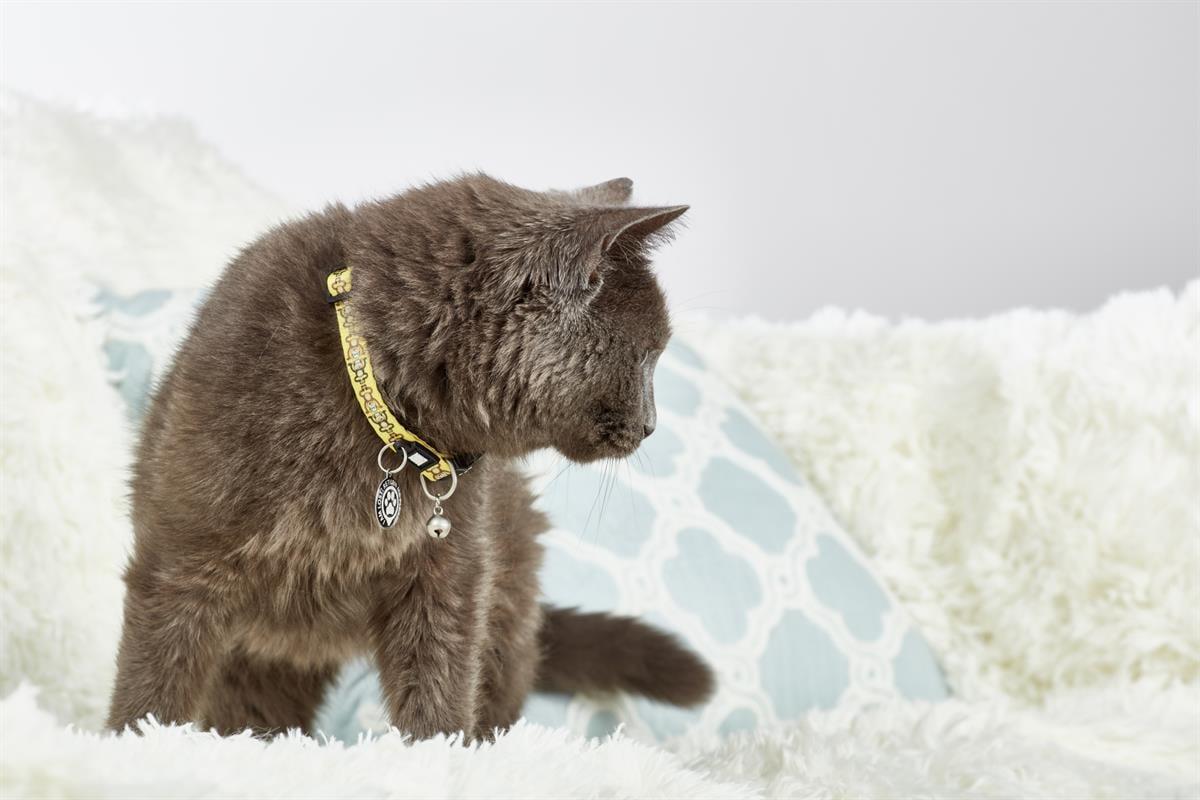 Max & Molly Monkey Maniac Smart ID Kedi Boyun Tasması
