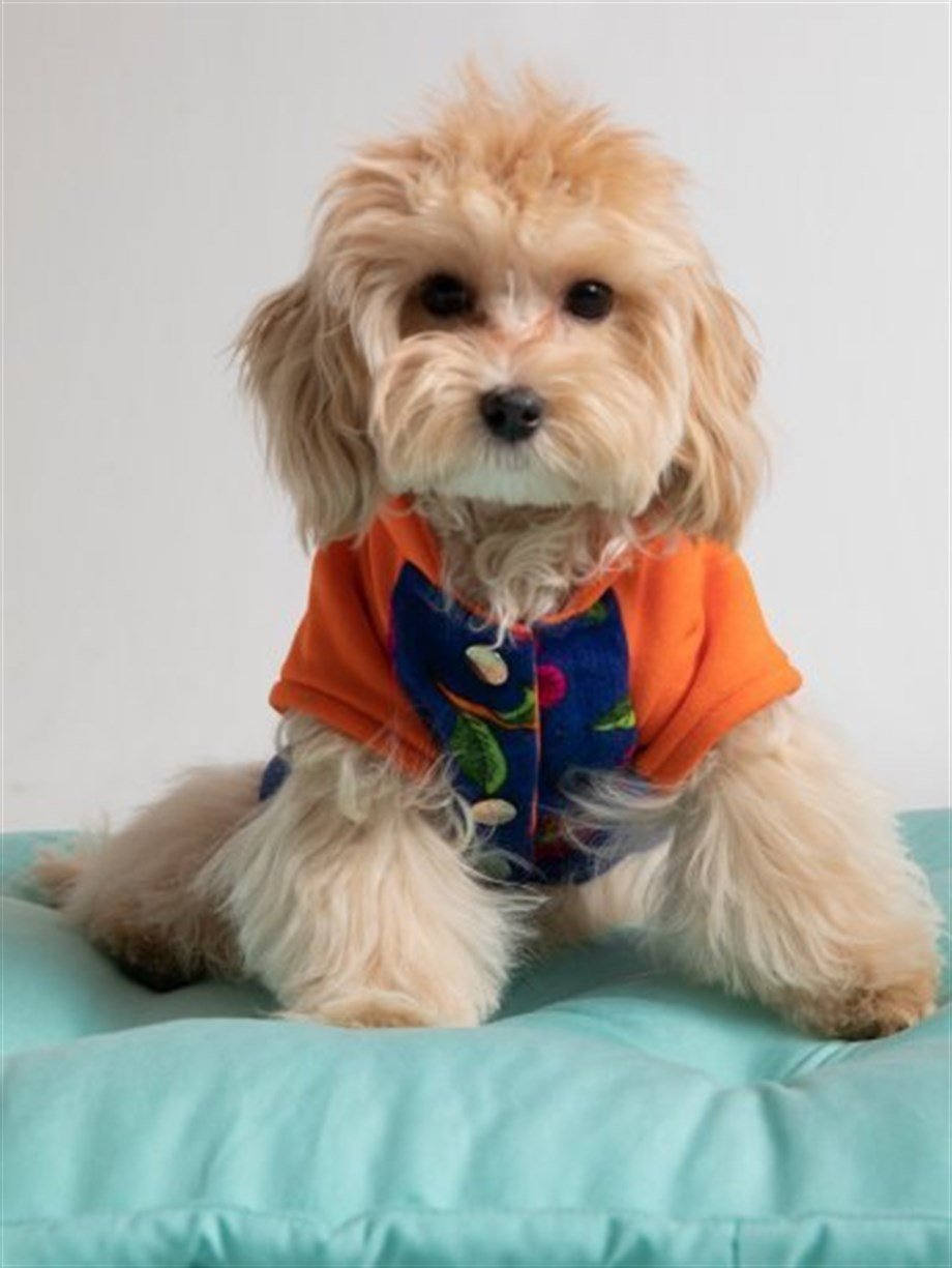 Moi and Ellie Luna Bomber Jacket Köpek Ceket