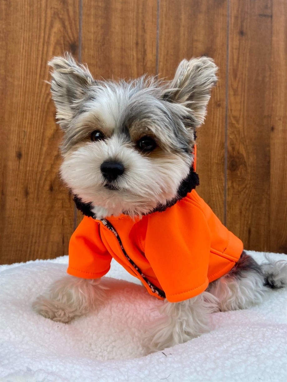 Moi and Ellie Max Orange Raincoat Köpek Yağmurluk
