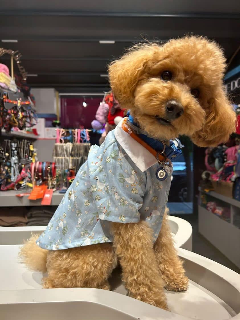 My Petit Paw Ördekli Keten Köpek Gömlek