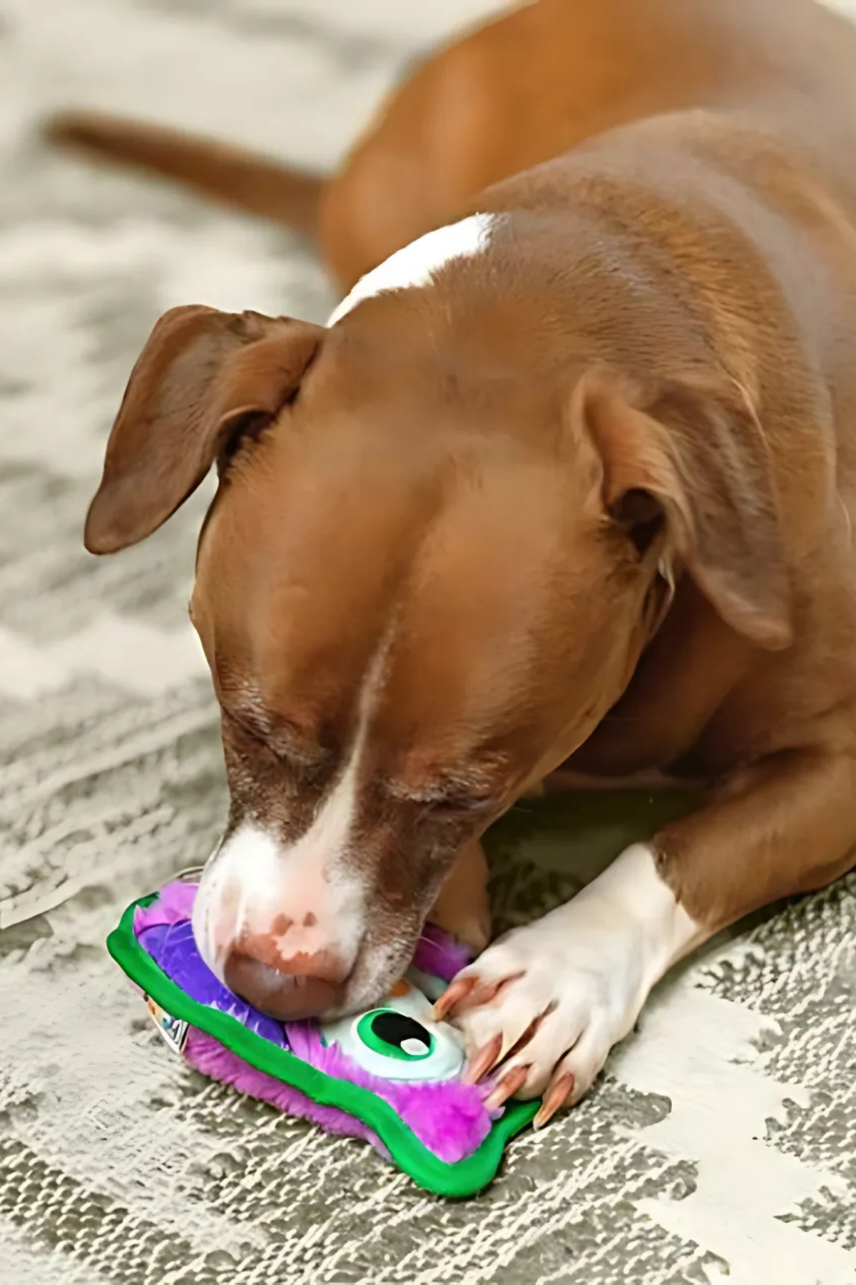 Outward Hound Durablez Sert Peluş Gıcırtılı Köpek Oyuncağı Baykuş Mor 