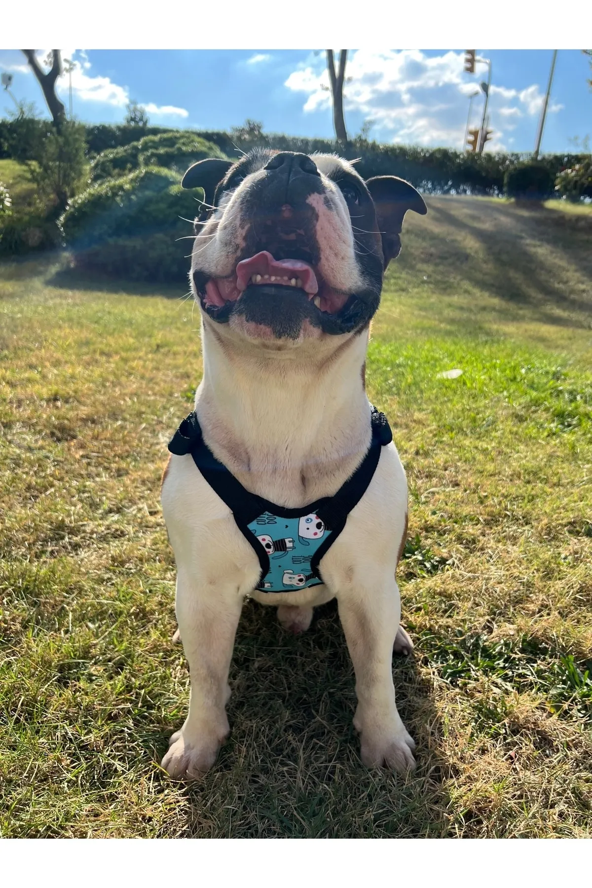 Pawlook Köpek Göğüs Tasması Sırt Çantası Cutedog