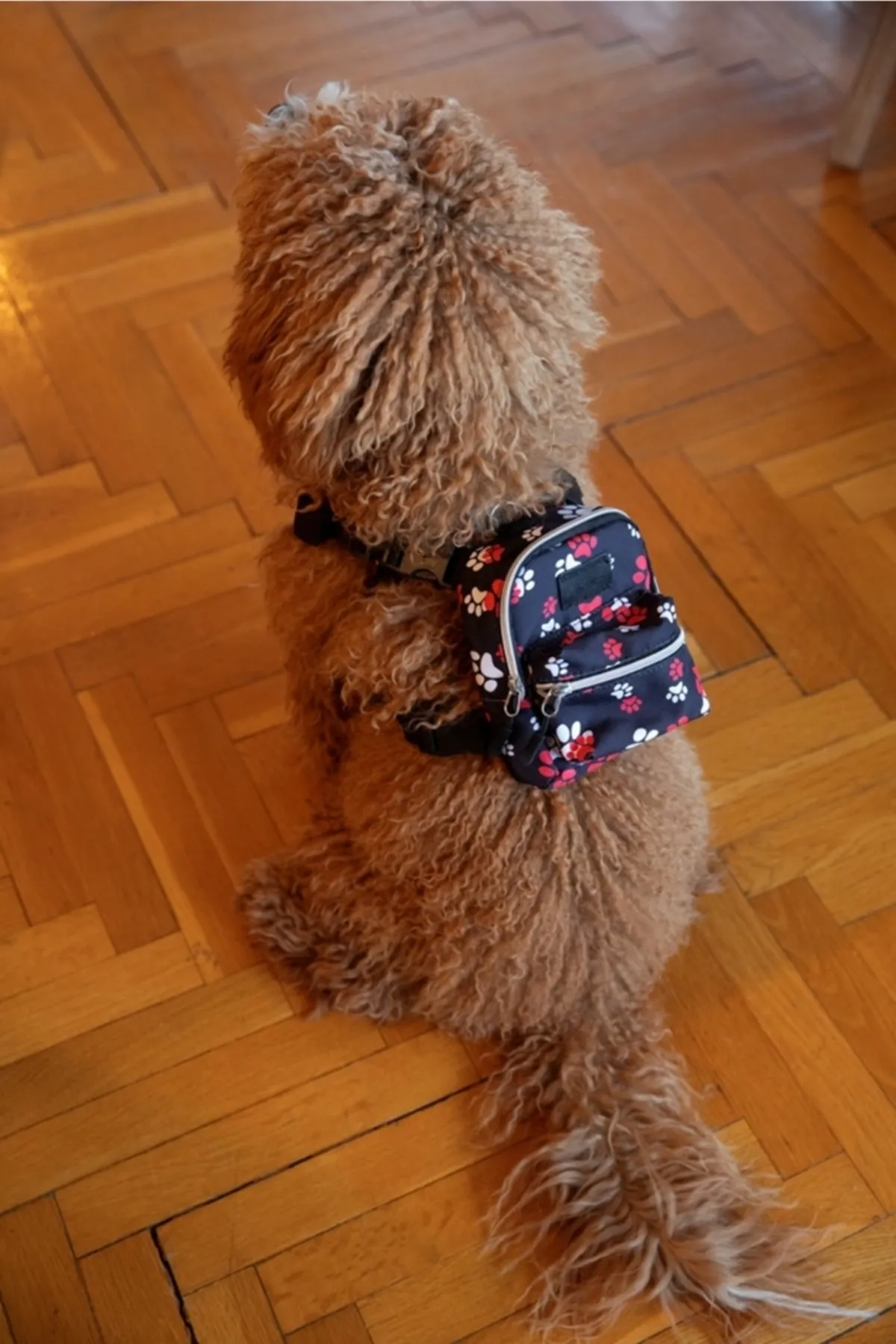 Pawlook Köpek Göğüs Tasması Sırt Çantası Paws Up