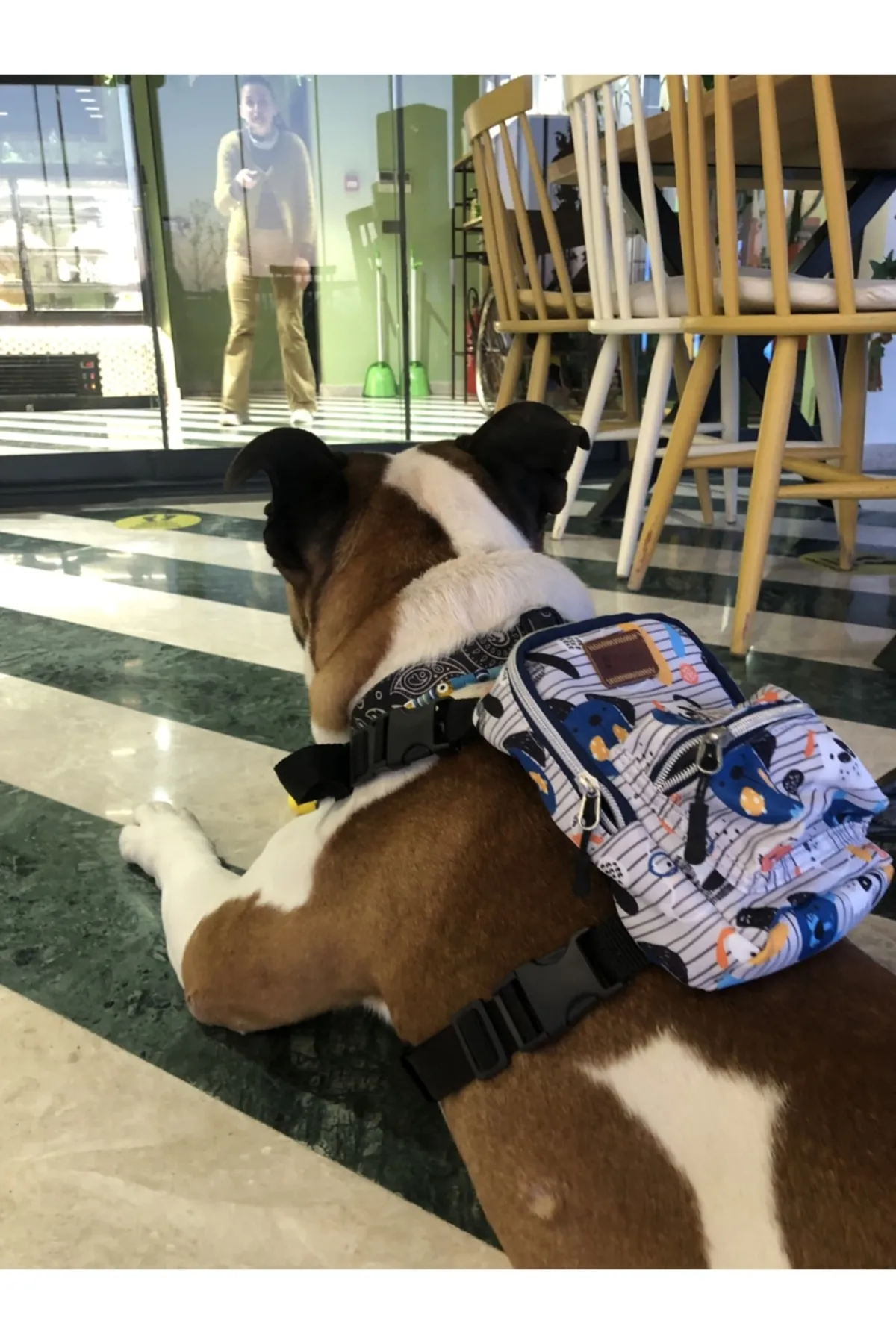 Pawlook Köpek Göğüs Tasması Sırt Çantası Woof