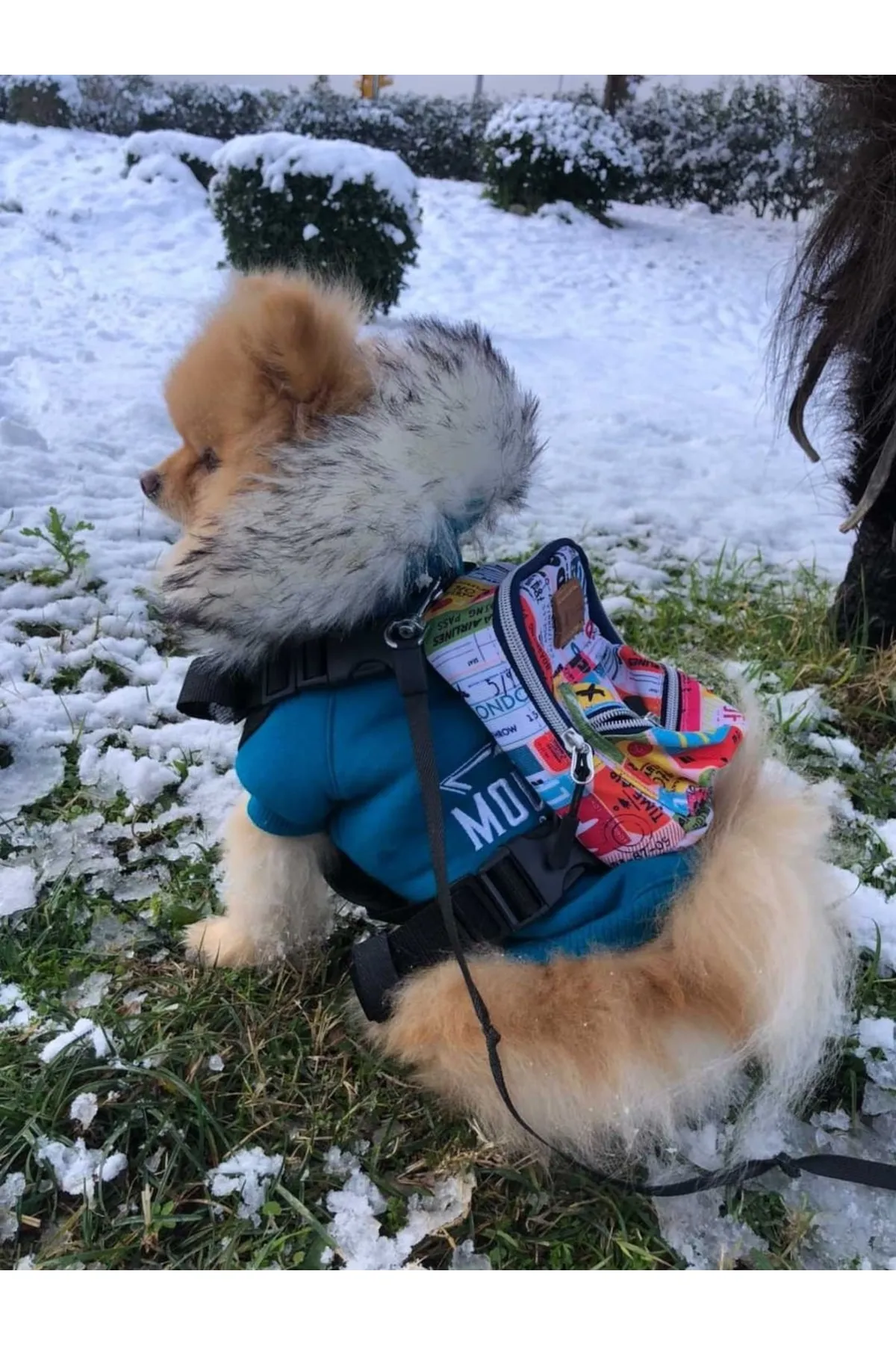PAWLOOK Köpek Tasması Sırt Çantası Traveller