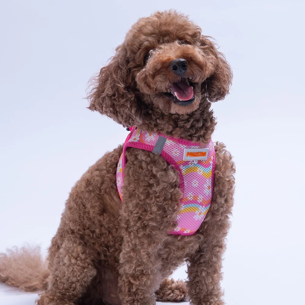PawStar  Airmesh Daisy Göğüs Tasması