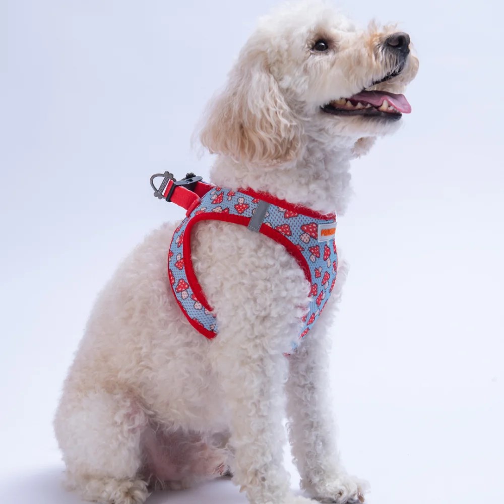 PawStar  Airmesh Mushroom Göğüs Tasması