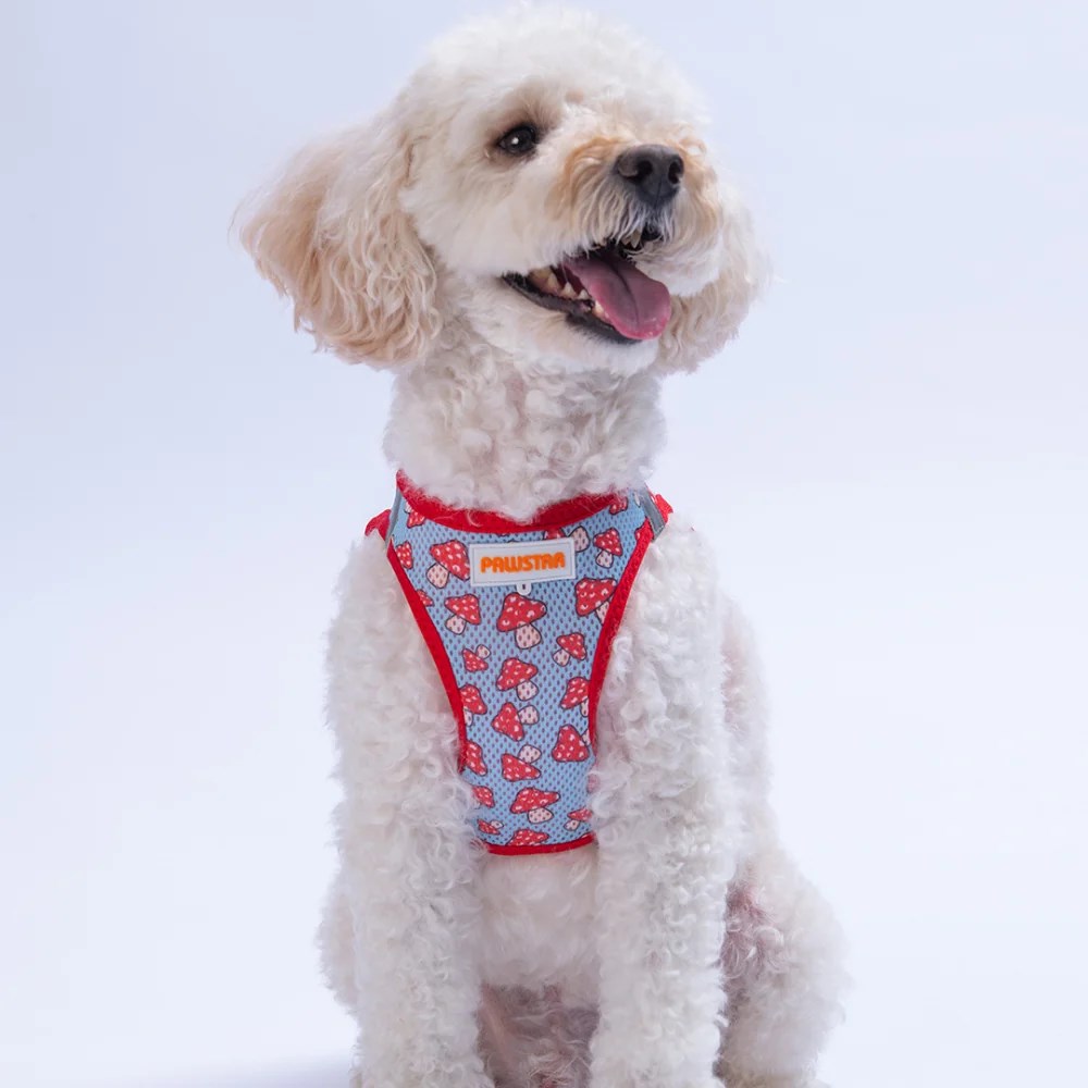 PawStar  Airmesh Mushroom Göğüs Tasması