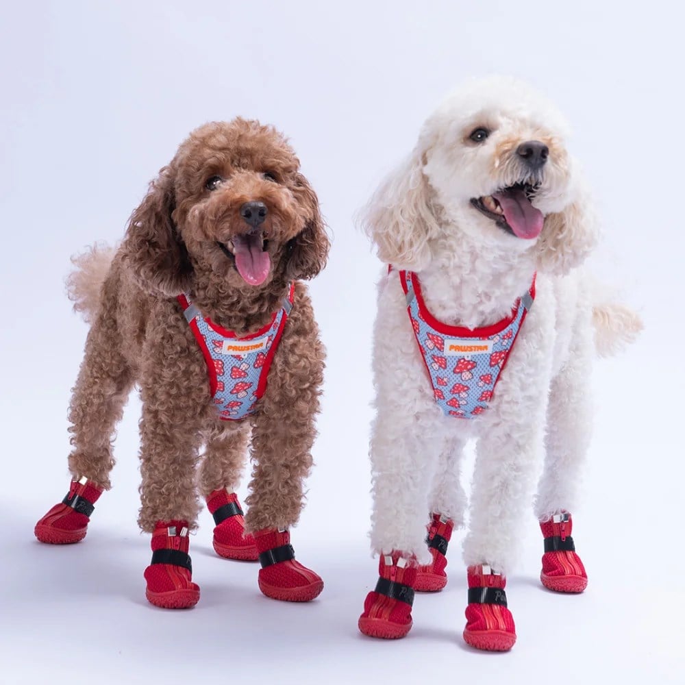 PawStar  Airmesh Mushroom Göğüs Tasması