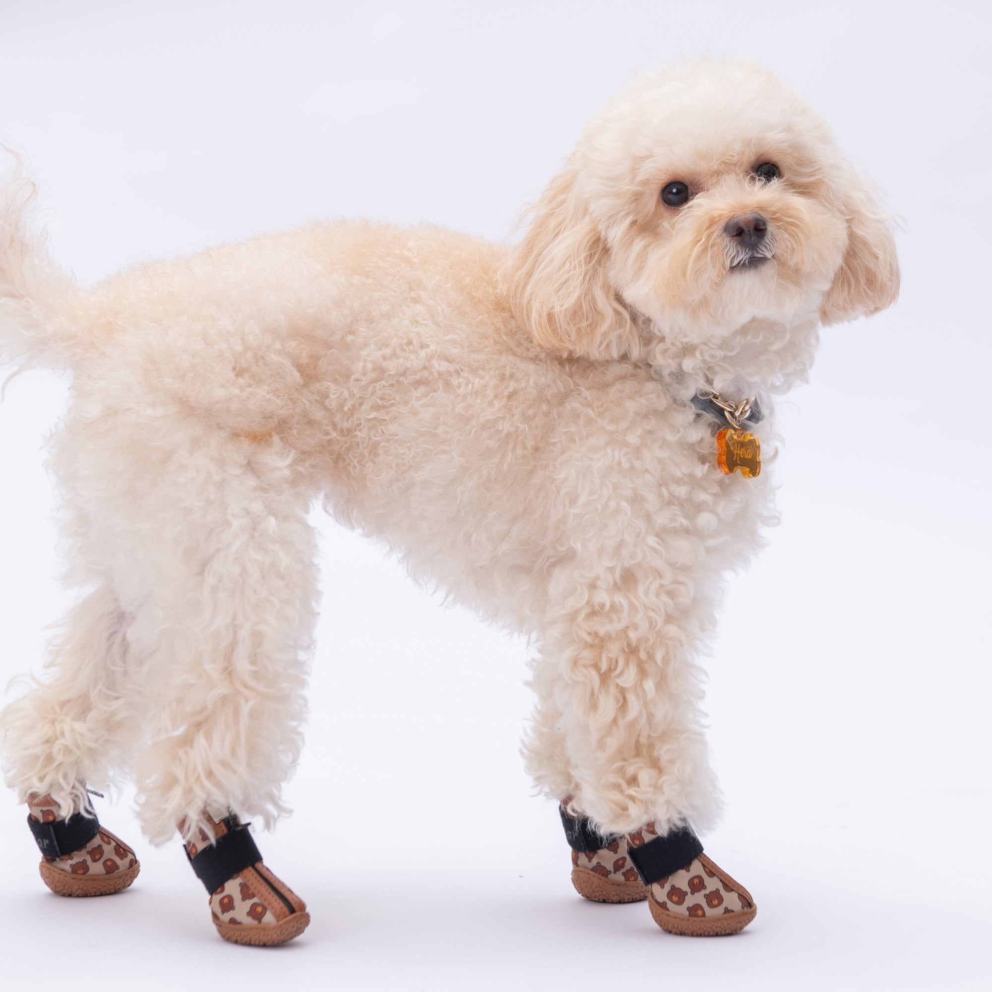 PawStar  Bears Köpek Ayakkabısı