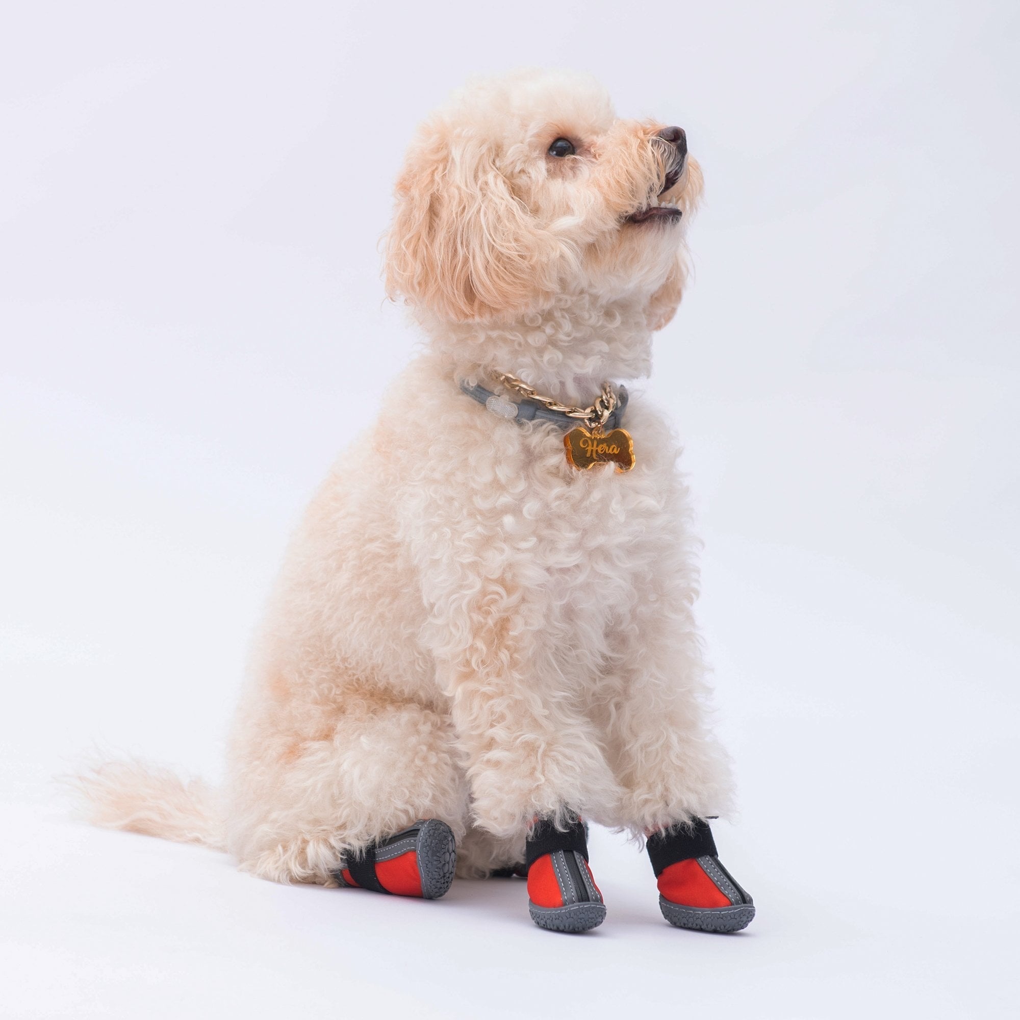 PawStar  Kırmızı Köpek Ayakkabısı