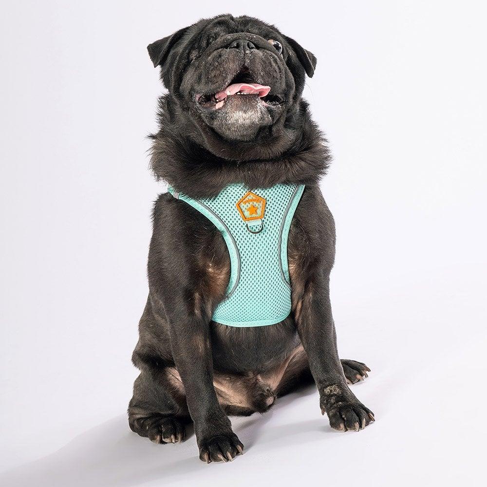 PawStar  Mint Airmesh Köpek Göğüs Tasması